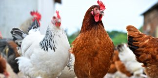 With recent reports of sick and dying songbirds in Ohio and surrounding states, the Ohio Department of Agriculture and the Ohio Department of Natural Resources are encouraging hobby and backyard poultry owners to take steps to protect their flocks.