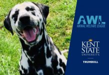 Adopt-A-Dog (or Cat) Month features social media campaign | Animal Welfare League and Kent State Trumbull will spotlight a different dog or cat each day.