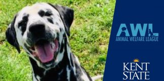 Adopt-A-Dog (or Cat) Month features social media campaign | Animal Welfare League and Kent State Trumbull will spotlight a different dog or cat each day.