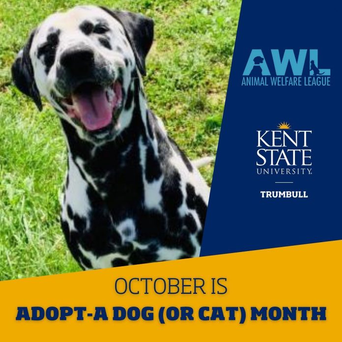 Adopt-A-Dog (or Cat) Month features social media campaign | Animal Welfare League and Kent State Trumbull will spotlight a different dog or cat each day.