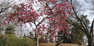 For the past half-century, flowering crabapple trees have lined some West Side streets, due to industrious children of the 1950s and 60s. School children from Washington Elementary peddled the crabapple trees door to door. (Metro Monthly electronic image by Christine Davidson)