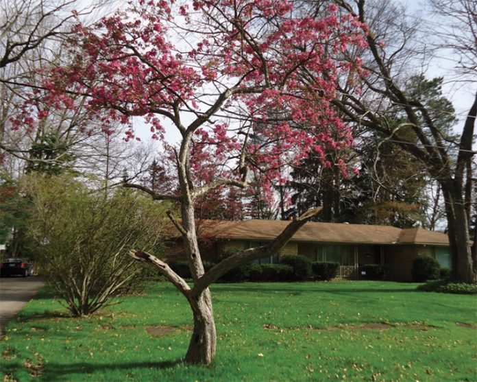 For the past half-century, flowering crabapple trees have lined some West Side streets, due to industrious children of the 1950s and 60s. School children from Washington Elementary peddled the crabapple trees door to door. (Metro Monthly electronic image by Christine Davidson)