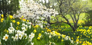 Due to the closure of East Newport Drive for road construction, Mill Creek MetroParks has enacted a temporary change in traffic patterns to permit vehicles, pedestrians, and bicyclists the opportunity to visit Daffodil Meadow this spring. (Canstock)