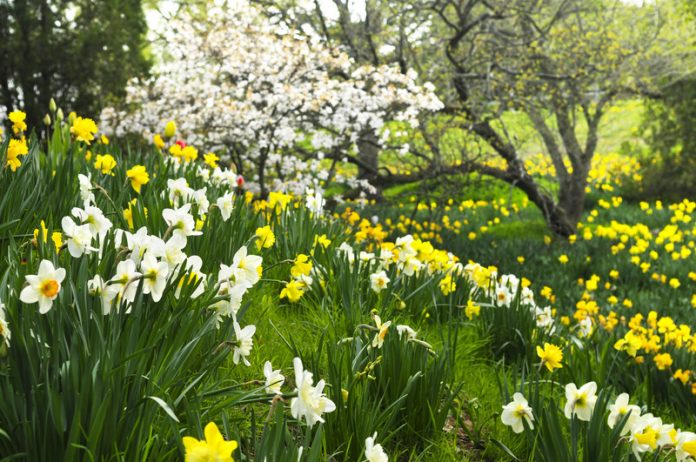 Due to the closure of East Newport Drive for road construction, Mill Creek MetroParks has enacted a temporary change in traffic patterns to permit vehicles, pedestrians, and bicyclists the opportunity to visit Daffodil Meadow this spring. (Canstock)