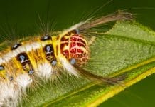 Gypsy moth caterpillar on green leaf (Canstock)