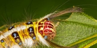 Gypsy moth caterpillar on green leaf (Canstock)