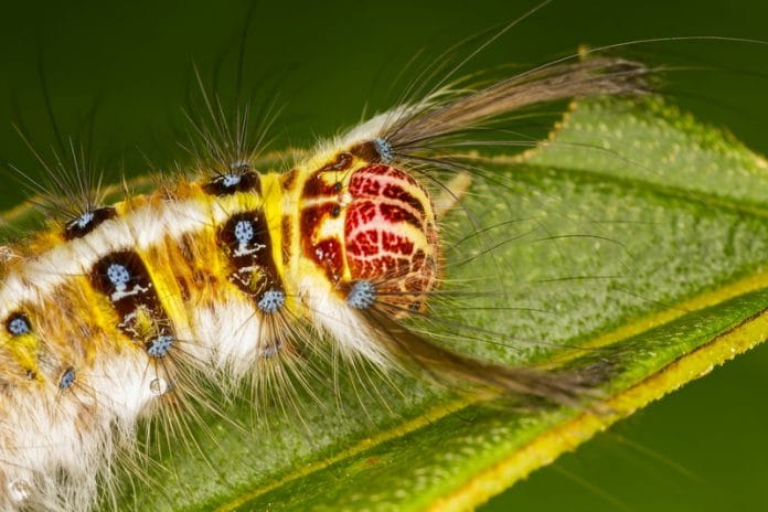 Gypsy moth caterpillar on green leaf (Canstock)