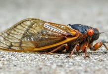 17-year cicadas to emerge soon; don't let that bug you