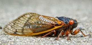 17-year cicadas to emerge soon; don't let that bug you