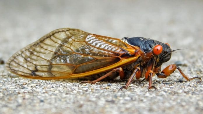 17-year cicadas to emerge soon; don't let that bug you