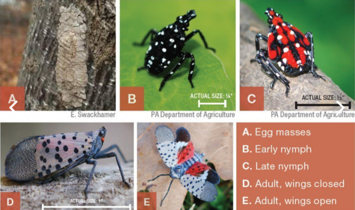 Department of Agriculture seeks information on spotted lanternfly