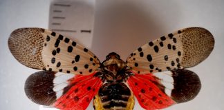 The Ohio Department of Agriculture needs your help in keeping an eye out for the spotted lanternfly, an invasive insect that can cause significant damage to some plants and crops.