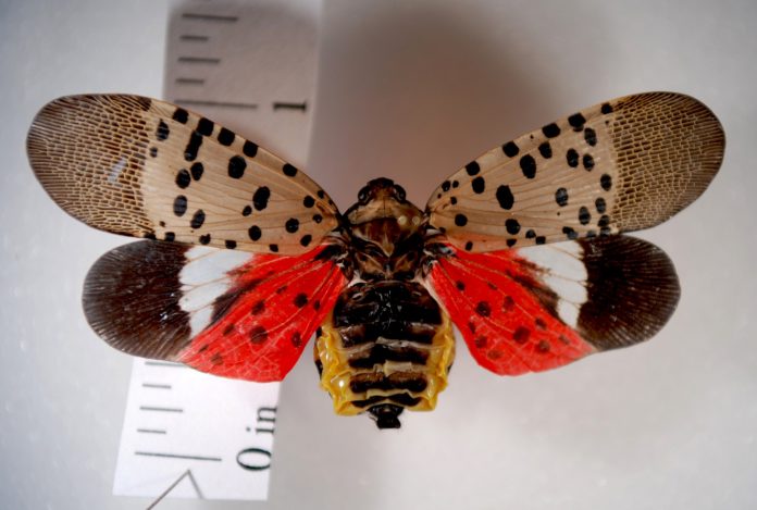 The Ohio Department of Agriculture needs your help in keeping an eye out for the spotted lanternfly, an invasive insect that can cause significant damage to some plants and crops.