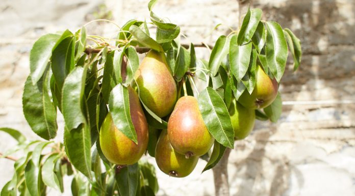 Penn State sets webinar on small fruit tree, berry production